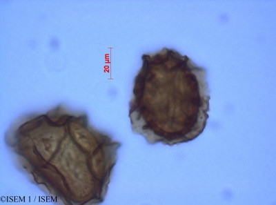 ISEM 1/Asplenium_trichomanes_82076/Asplenium_trichomanes_82076_0001(copy)_thumb.jpg